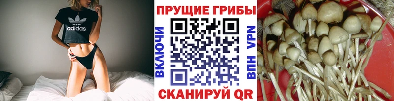Купить где  Сорск  Галлюциногенные грибы мицелий 